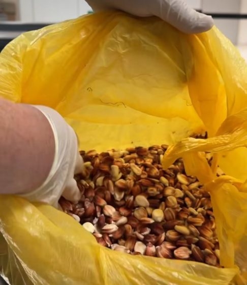No entanto, produtos apícolas, frutas frescas, plantas, terra, alguns animais, espécies exóticas e materiais biológicos são proibidos. Reprodução: Flipar