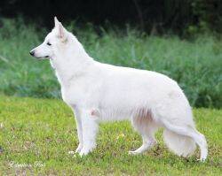 Guia de Raças: conheça o Pastor Branco Suíço, o cão 'pastor proibido