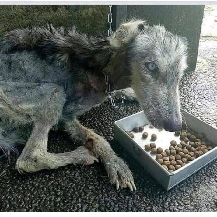 Antes e depois de cão resgatado. Foto: Artes de Cachorro