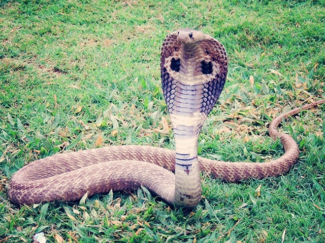 Cobra Real - Originária da Ásia, habita florestas na Índia e na China. É a cobra venenosa mais longa do mundo. Geralmente, tem de 3 a 4 metros. E a maior já registrada chegou a 5,85m. Também tem capuz no rosto.  Reprodução: Flipar