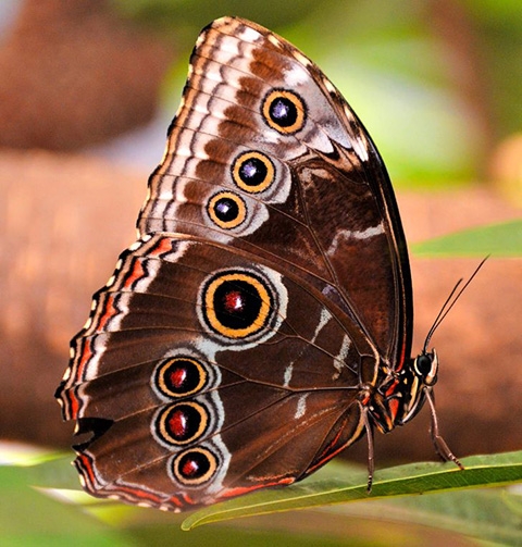 Borboleta Coruja - Vive apenas na América do Sul. É uma espécie grande, de 17cm de envergadura (a maior do Brasil). Repousa nos troncos durante o dia e voa cedinho ou no fim da tarde. Livra-se de predadores com mais facilidade ao abrir as asas que imitam olhos grandes. Reprodução: Flipar