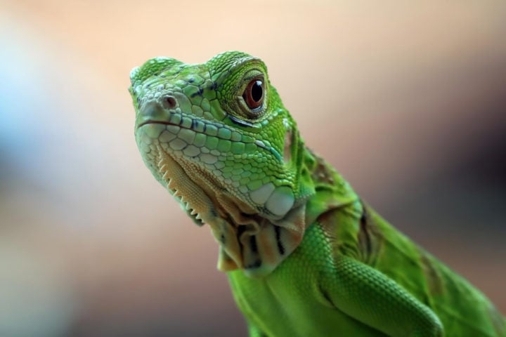 Só em 2024, aproximadamente 70 mil iguanas já foram abatidas como parte da iniciativa para restaurar o equilíbrio ambiental da ilha. Reprodução: Flipar