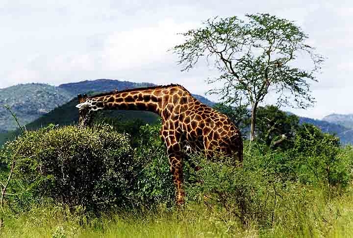 A opinião de especialistas quanto à longevidade das girafas diverge, mas é esperado que, na selva, vivam no máximo 30 anos. Em cativeiro, a idade pode chegar a 40. Reprodução: Flipar