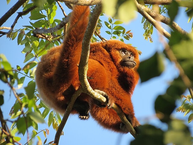 Macaco Bugio - Seu som atinge 128 decibéis e pode ser ouvido a cerca de 5 km de distância. Os uivos do bugio simulam o som de uma ventania. Por isso, eles também são chamados de macacos uivadores.  Eles emitem os ruídos para localização, disputas de território e comunicação.  Reprodução: Flipar