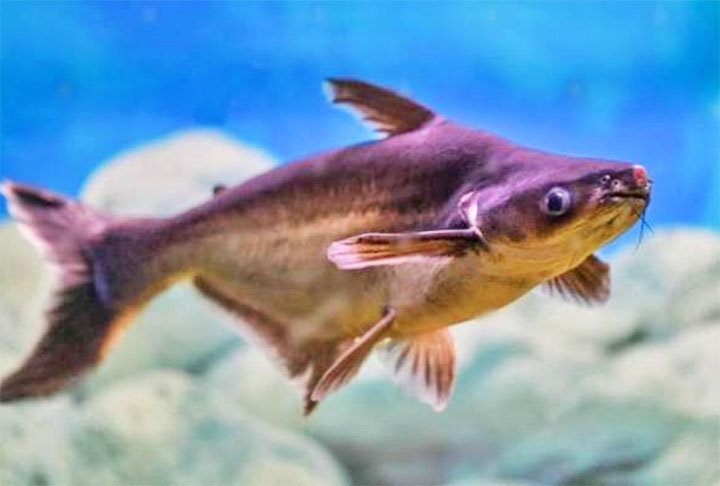 Panga: Esse peixe costuma ser ótimo para crianças por conta de seu sabor e textura leves. Reprodução: Flipar