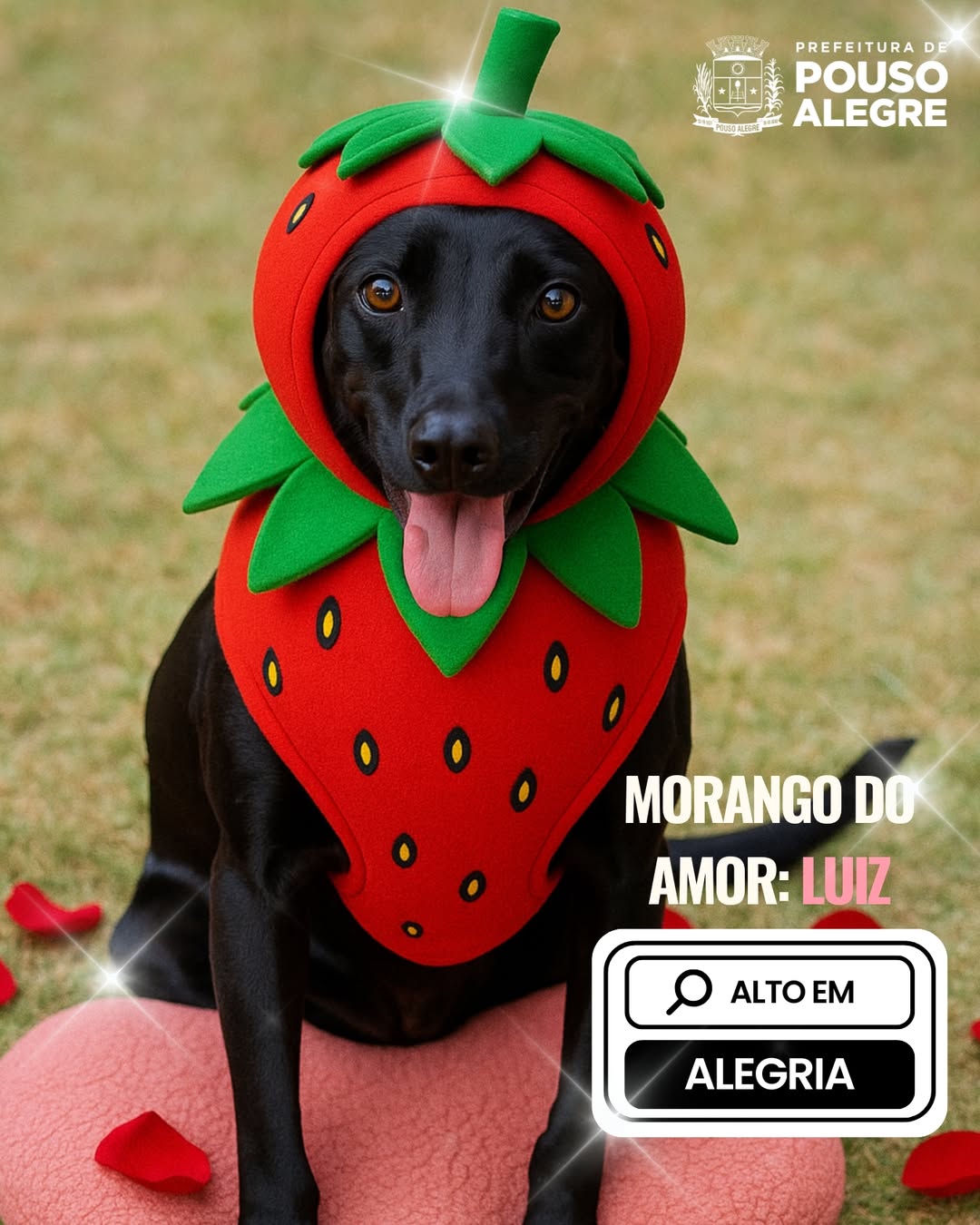 Animais vestidos de ‘morango do amor’ viram destaque em campanha de adoção em MG. Foto: Instagram/@prefeituradepousoalegre