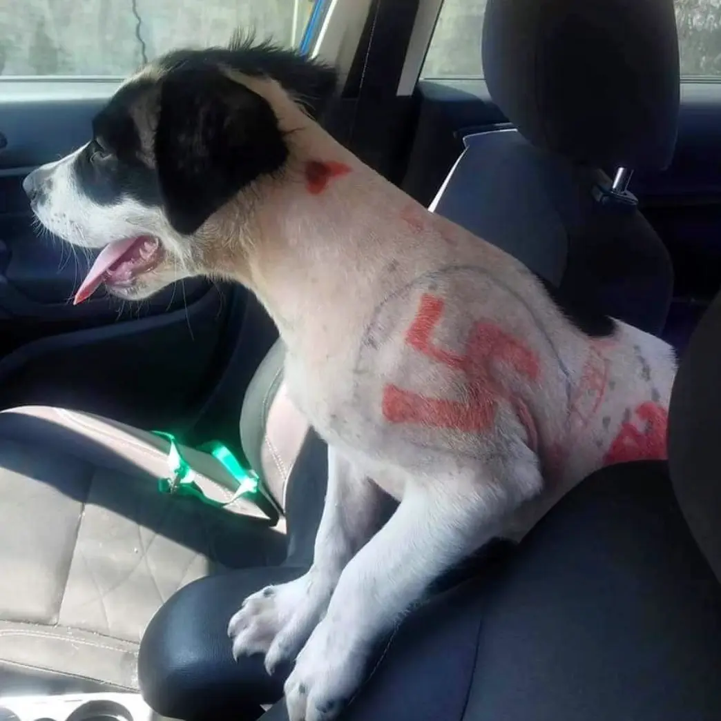 Resgate de animais leva cachorro encontrado com suásticas e palavrões desenhados na pele. Foto: Facebook/Rescue One