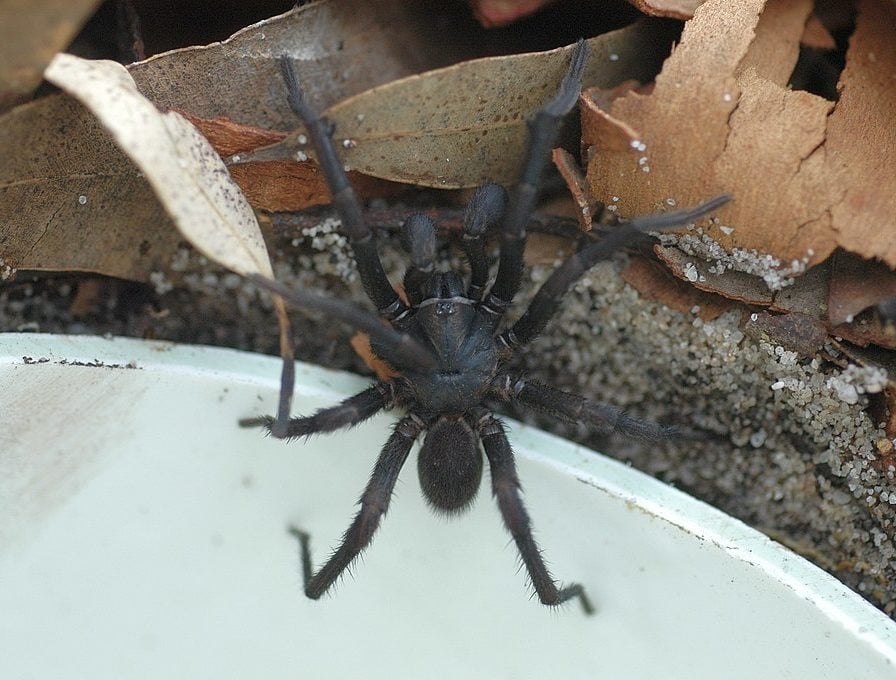 Aranha-teia-de-funil (Atrax): Nativa da Austrália, essa aranha possui um veneno potente que pode ser fatal para humanos. Sua picada causa dor intensa, náuseas, vômitos, sudorese e dificuldade para respirar. Reprodução: Flipar