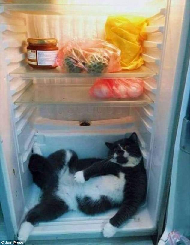 Por que não tomar uma fresca dentro da geladeira?. Foto: Reprodução/Daily Mail