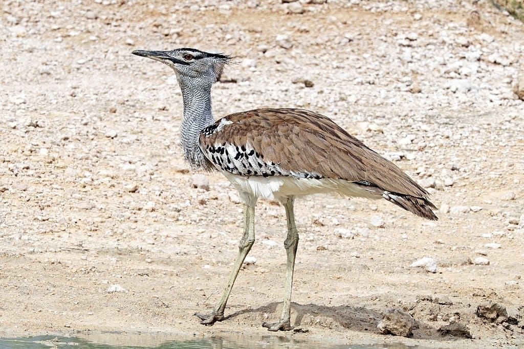 KORI BUSTARD - A maior ave voadora, atingindo 1,2 metros de altura e pesando até 19 kg. Tem plumagem marrom acinzentada e pernas fortes, sendo um excelente corredor. Reprodução: Flipar