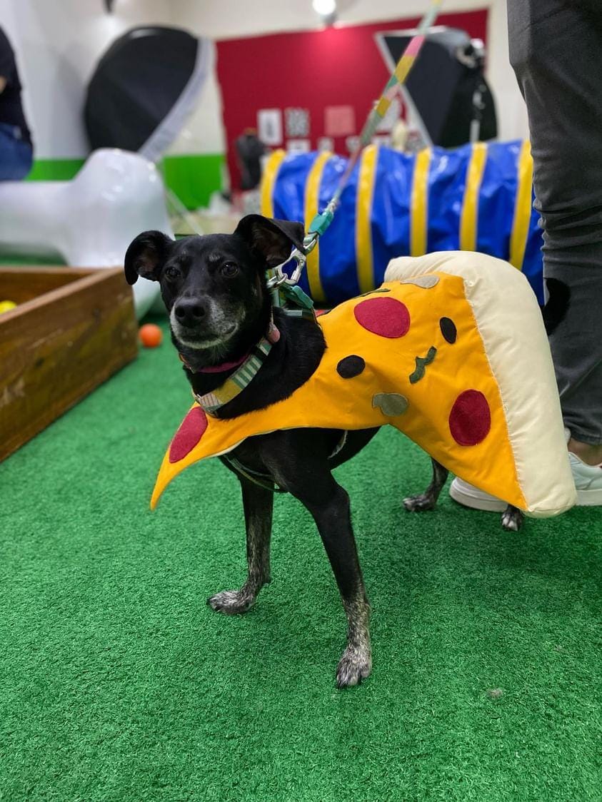 Que tal aprender a fazer uma fantasia simples e criativa para o seu pet curtir o carnaval? Confira dicas para fazer uma fantasia de pizza e use a sua criatividade para deixá-la do seu jeito. Lembrando que o tamanho do corte pode ser adaptado para diferentes portes de cachorro ou gatos. Reprodução/Fashion Puppies