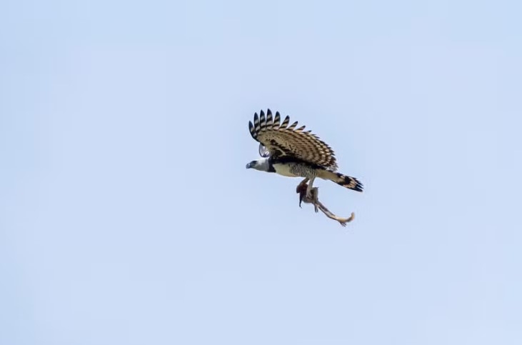No dia 21/10/2024, o biólogo e fotógrafo Gabriel Oliveira de Freitas fez um registro impressionante no Pantanal. Uma harpia, a maior águia do mundo, voando com um macaco bugio em suas garras. 
 Reprodução: Flipar