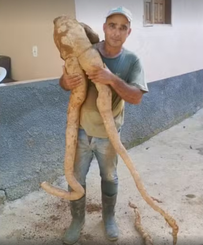 Um agricultor do Espírito Santo encontrou uma mandioca em formato humano em seu sítio, no Alto Rio Novo. O tubérculo mede 1,60m e pesa incríveis 20 kgs. Reprodução: Flipar