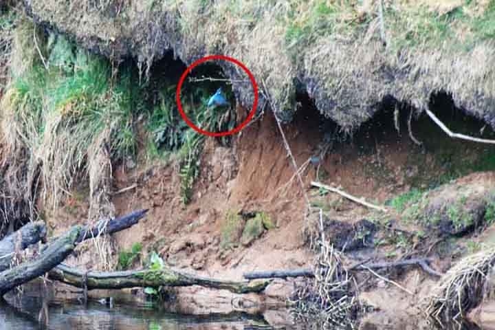 Guarda-rios-europeu (Alcedo atthis): Esse pássaro escava buracos em barrancos à beira de rios, criando túneis profundos onde põe seus ovos. Os túneis protegem os filhotes e são difíceis de acessar por predadores.
 Reprodução: Flipar