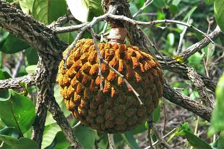 Símbolo de resistência no Cerrado, o marolo perdeu espaço com a ascensão do café no Brasil, porém voltou a ter destaque nos anos 1980. Conhecido por suas propriedades anti-inflamatórias, o fruto faz parte da identidade de Paraguaçu, município do sul de Minas. Reprodução: Flipar