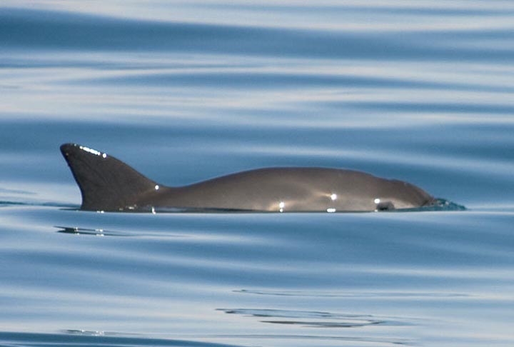 A vaquita é um animal solitário que se alimenta principalmente de peixes pequenos, como sardinhas e anchovas. Reprodução: Flipar