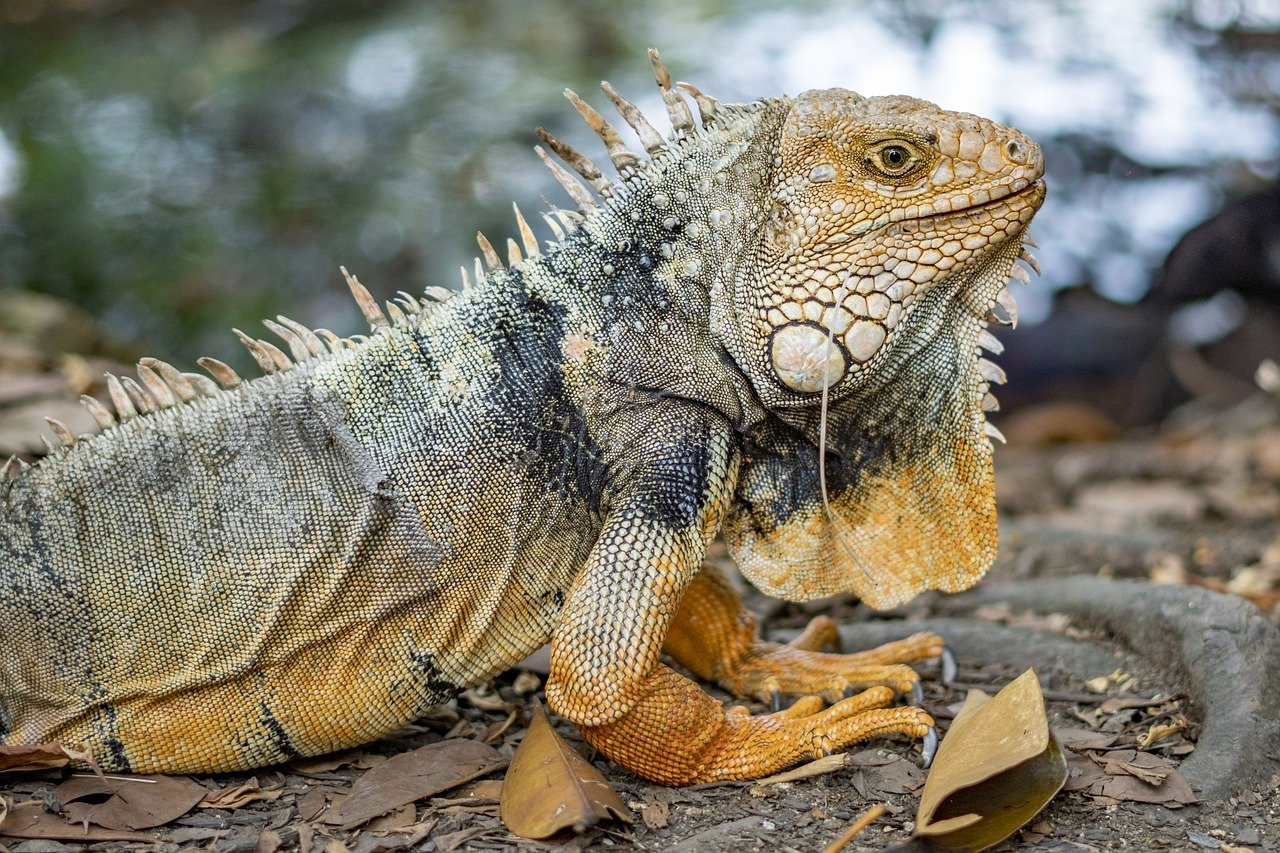 A pele das iguanas é escamosa, grossa e resistente, o que ajuda a protegê-las de predadores e condições ambientais. As escamas variam em tamanho e textura Reprodução: Flipar