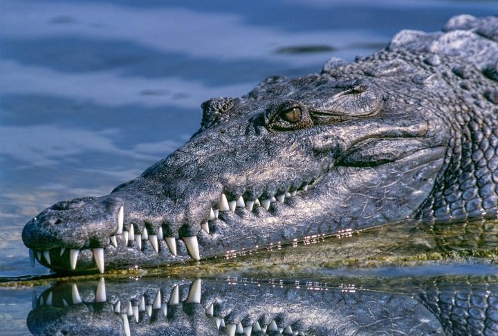 Jacaré e Crocodilo: São parentes próximos dos dinossauros e praticamente não mudaram desde o período Triássico. Os primeiros indivíduos da espécie existiam há mais de 200 milhões de anos. Reprodução: Flipar