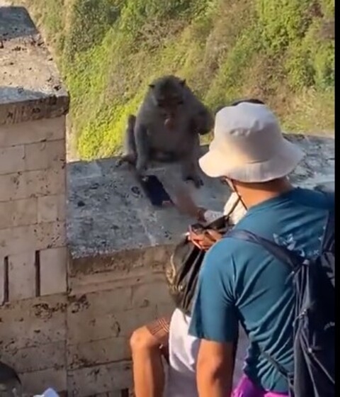 No vídeo, o macaco está sentado em um muro na lateral de uma escadaria e só entrega o celular quando ela oferece o que parece ser uma segunda fruta.