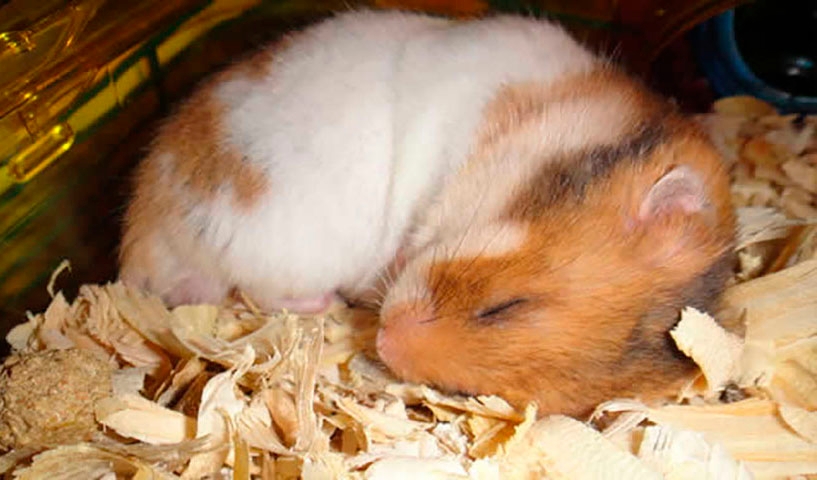 Hamster - Esses animais são pets muito comuns nas residências e quando eles hibernam alguns donos pensam que estão mortos. Mas estão apenas se adaptando.  Reprodução: Flipar