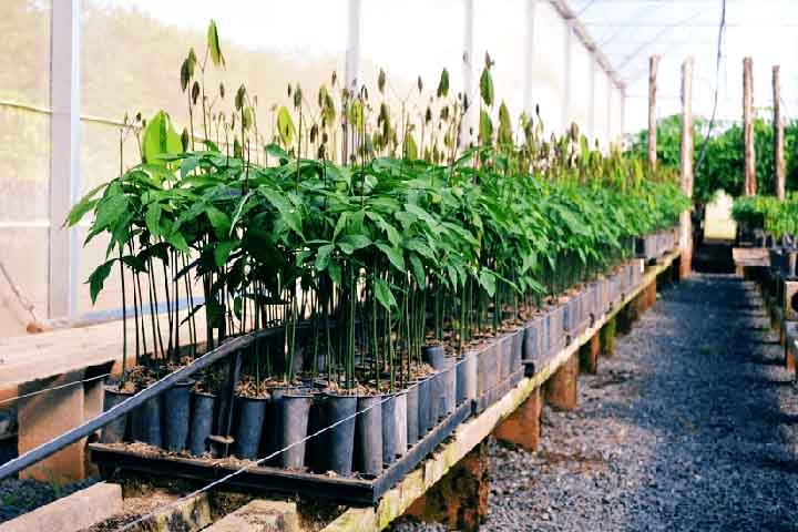 No início do século XX, mudas de seringueira foram levadas para o Sudeste Asiático. Regiões como Malásia e Indonésia dominaram a produção mundial, competindo diretamente com a Amazônia. Reprodução: Flipar