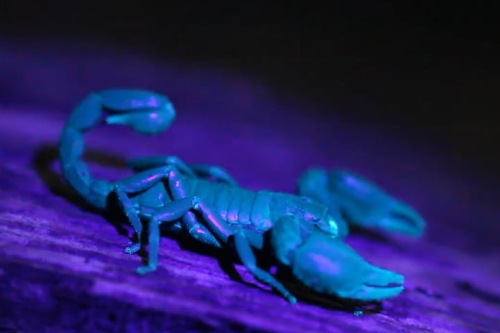 Este escorpião tem hábitos noturnos e vive principalmente no solo da floresta. Durante o dia, costuma se esconder sob troncos caídos, folhas e pedras. Reprodução: Flipar