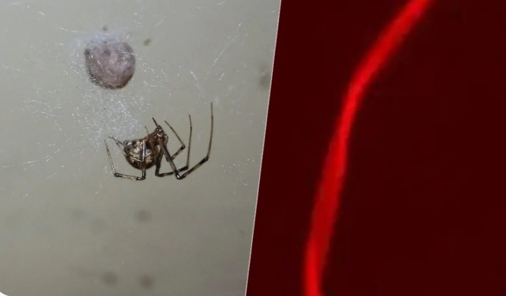 Cientistas alemães da Universidade de Bayreuth  fizeram uma experiência genética com um grupo de aranhas e se surpreenderam: elas passaram a tecer uma teia na cor vermelho fluorescente. Reprodução: Flipar