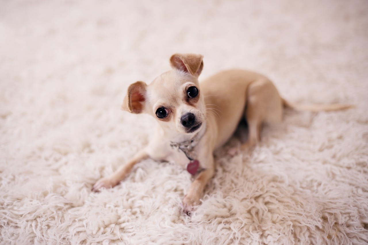 No México, sua terra natal, o Chihuahua é considerado um símbolo cultural e um cão muito querido. Eles são conhecidos por sua história, que remonta à época dos antigos povos indígenas, que já apreciavam cães pequenos como companhia e protetores.  Reprodução: Flipar