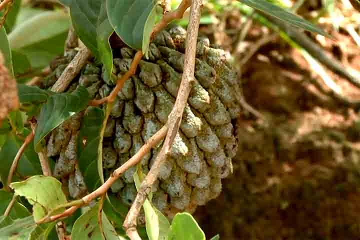 Os frutos são cobertos por pequenos pelos marrons-avermelhados que desaparecem à medida que amadurecem. As flores são grandes, com pétalas carnosas que se abrem à noite. Reprodução: Flipar