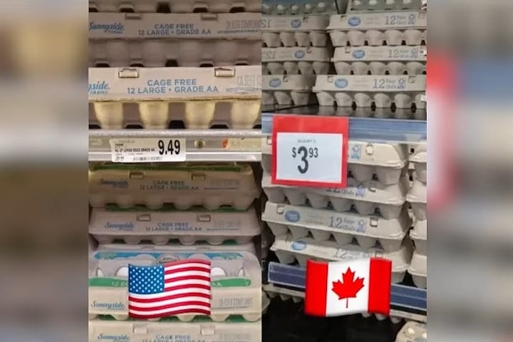 Nos estabelecimentos norte-americanos, uma dúzia de ovos está custando em média US$ 7,09 (cerca de R$ 41,19). Na Califórnia, chegou a US$ 9,11 (R$ 52,92)! Reprodução: Flipar
