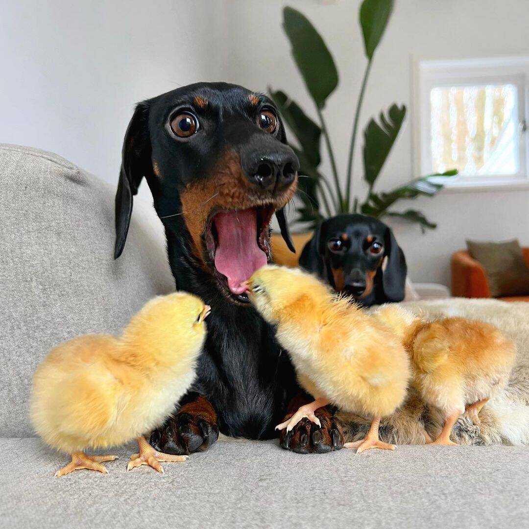 A expressão do cãozinho ao ter a língua bicada foi impagável . Foto: Reprodução/Instagram