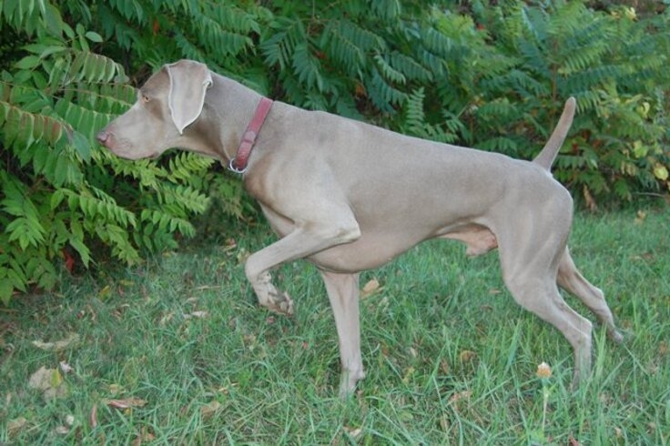 Em condições normais, com boa saúde, existem raças cujos cachorros têm mais tendência a permanecer magros, enqusnto outras são de cães com tendência para engordar. Veja algumas raças que são sempre magras. Reprodução: Flipar