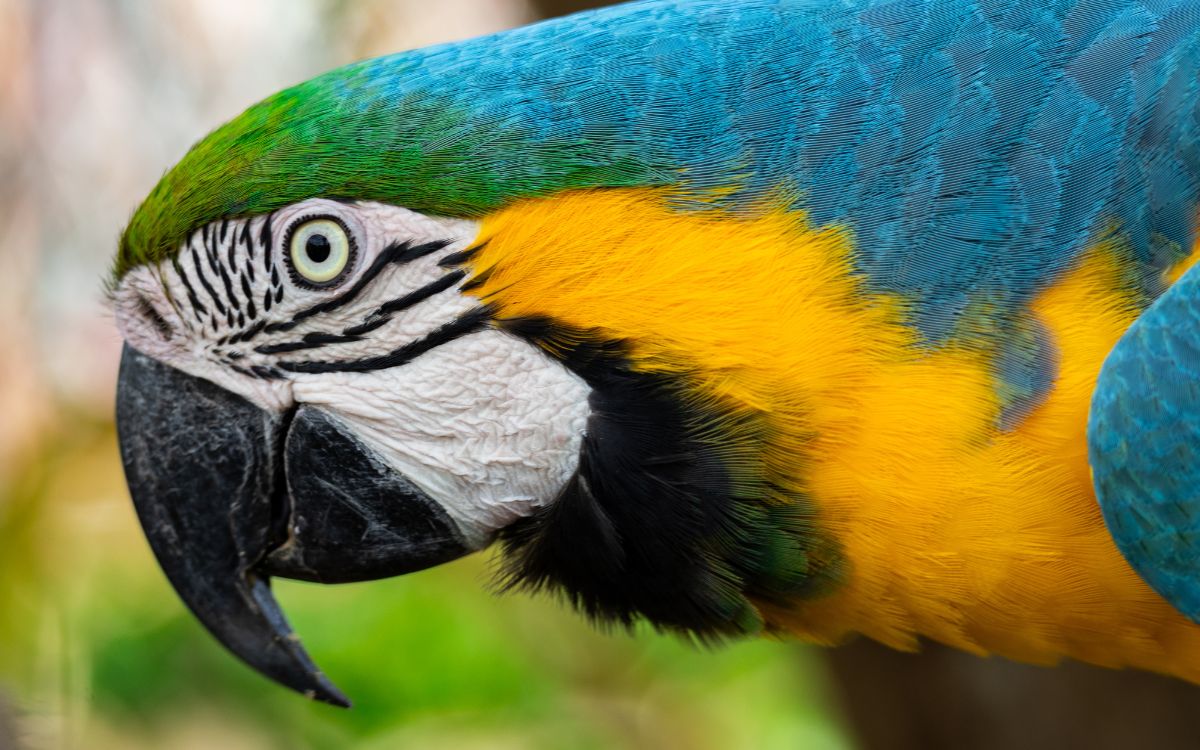 Araras-canindés voltam à Floresta da Tijuca após dois séculos de extinção. Foto: Divulgação/Flavia Zagury