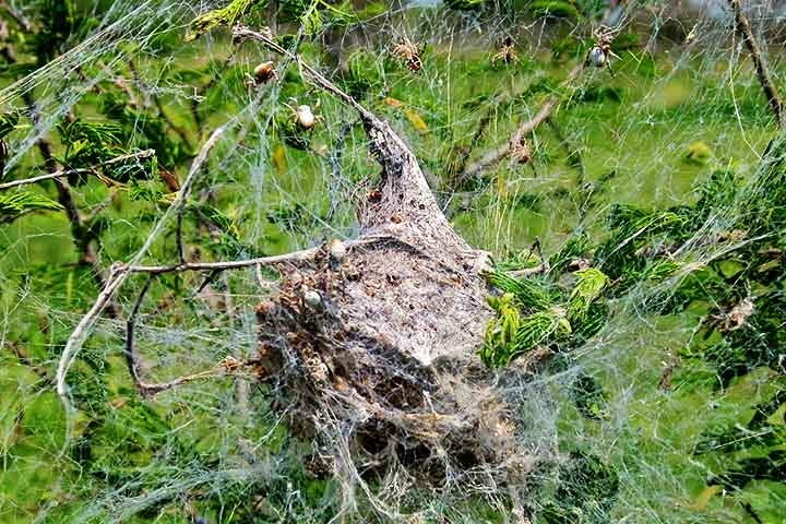 Essas aranhas constroem teias comunais complexas em arbustos ou árvores, formando estruturas que podem abrigar centenas de indivíduos. Reprodução: Flipar