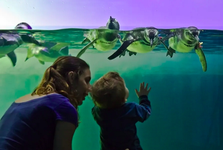 Aquário de Ubatuba (SP): Inaugurado em 1996, esse é um dos maiores aquários do país, com um acervo de mais de 1.500 animais, de 200 espécies diferentes. Além de ser uma atração turística, o aquário também realiza atividades de educação ambiental e pesquisa científica. Reprodução: Flipar