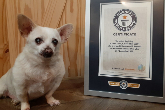 Spike é o atual detentor do recorde de cão mais velho vivo. Foto: Reprodução/Guinness World Records