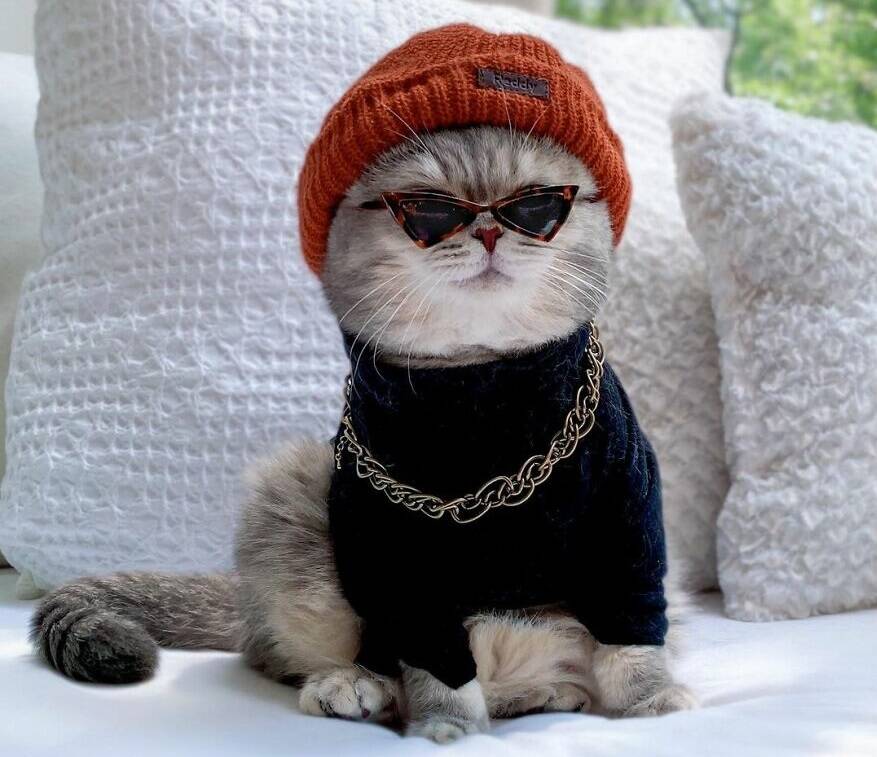 Gato abandonado encontra uma nova casa e se torna uma sensação no Instagram com suas roupas fofas . Foto: @a_street_cat_named_benson