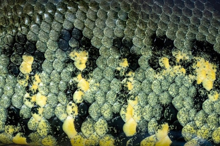 Conheça cinco cobras fascinante da pré-história que habitaram a Terra — e que você provavelmente não conhecia! Reprodução: Flipar