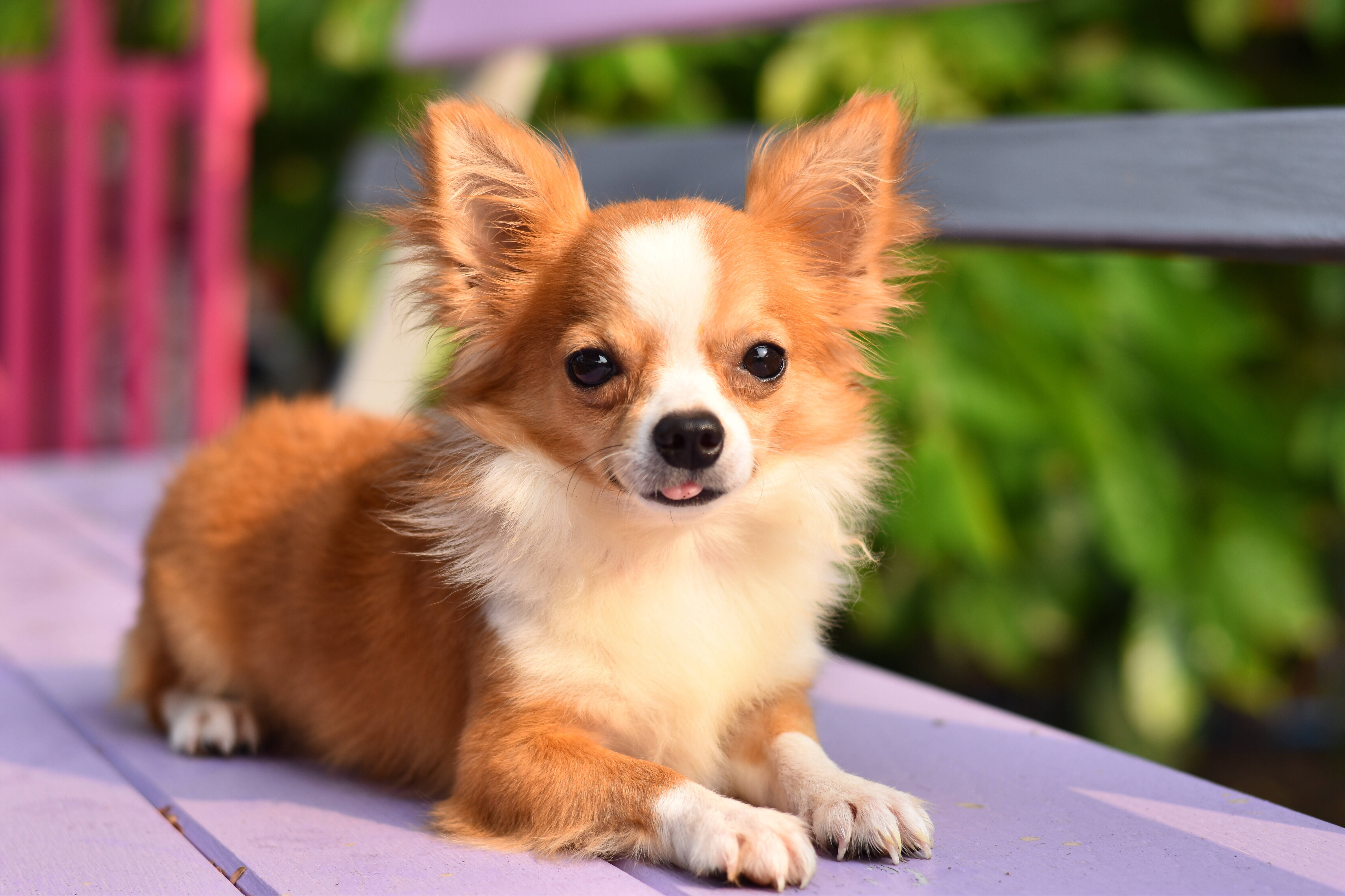 O Chihuahua é um dos menores entre as raças de cachorros que não crescem muito . Foto: shutterstock 