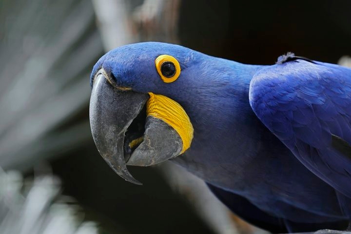 Espécies como a ararinha-azul, que era nativa do Brasil, quase desapareceram na natureza, sendo um exemplo emblemático da necessidade de proteção para essas aves. Reprodução: Flipar