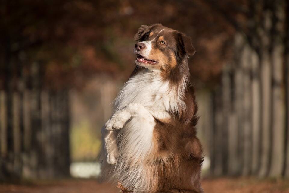 Parentes próximos de cães do tipo Collie, os Pastores Australianos são cães muito inteligentes. Foto: Rebecca Scholz/Pixabay