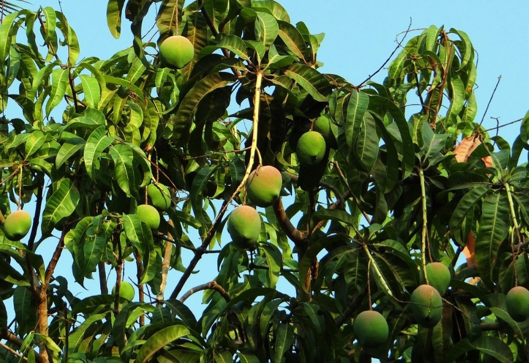 É o fruto da mangueira, árvore frutífera da família Anacardiaceae, nativa do sul e do sudeste asiático desde o leste da Índia até as Filipinas. Em seguida, foi introduzida com sucesso no Brasil, em Angola, em Moçambique, Portugal e Espanha. Reprodução: Flipar