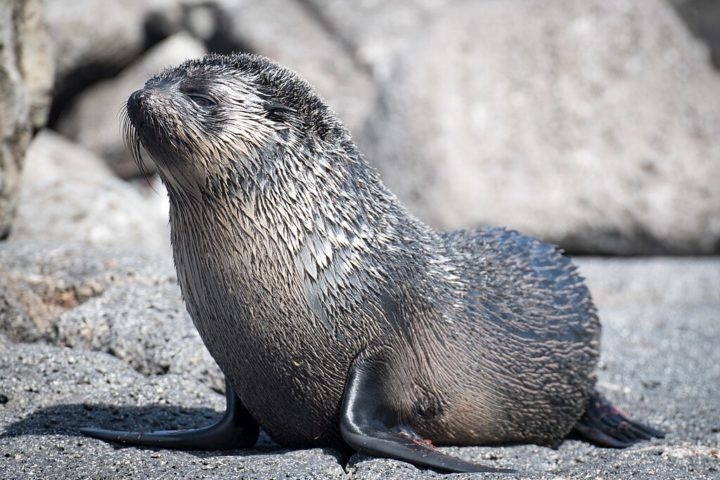 A alimentação dos lobos-marinhos é bastante variada e depende da região onde vivem. Em geral, comem peixes, crustáceos, moluscos e outros animais marinhos. Reprodução: Flipar