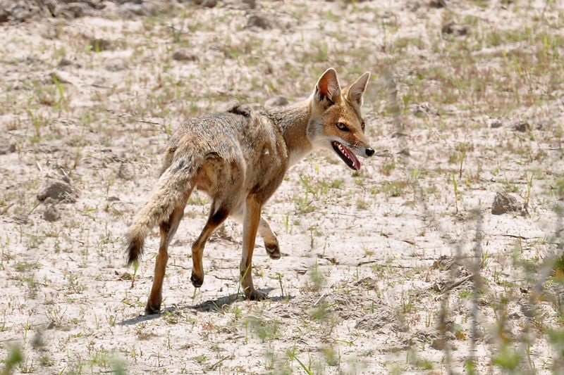 Ele possui pelagem acinzentada, cauda longa e densa, e mede cerca de 60 cm, excluindo a cauda. Vive em campos abertos, savanas e pampas, alimentando-se de pequenos animais, frutos e insetos. É mais comum em regiões como o sul do Brasil. Reprodução: Flipar