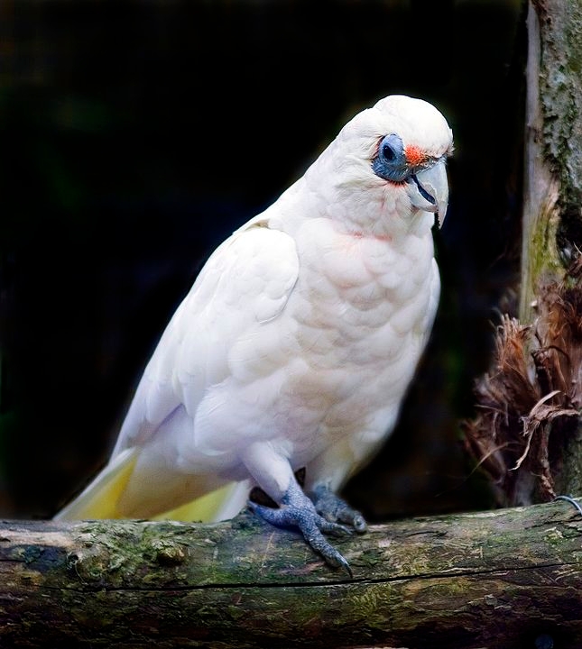 As cacatuas são animais inteligentes e conseguem copiar melodias, sons de outros animais e até mesmo a voz humana. Estas aves podem aprender e reproduzir algumas palavras, mas têm dificuldades em reproduzir frases completas, diferentes dos papagaios. Reprodução: Flipar