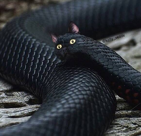 O instagram busca juntar corpos de animais com rosto de gatos de maneira hilária. Foto: Reprodução/ Instagram