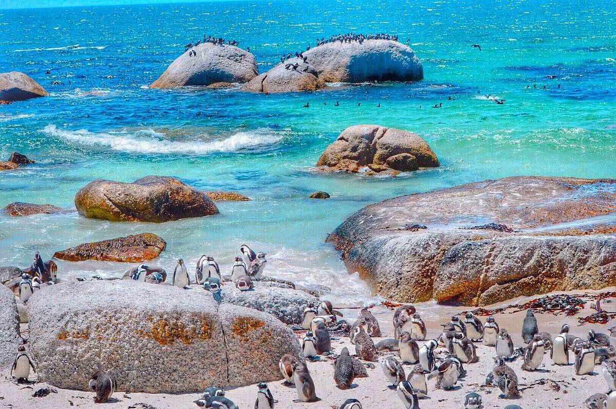Boulders Beach abriga colônia de pinguins. Foto: TripAdvisor/Reprodução