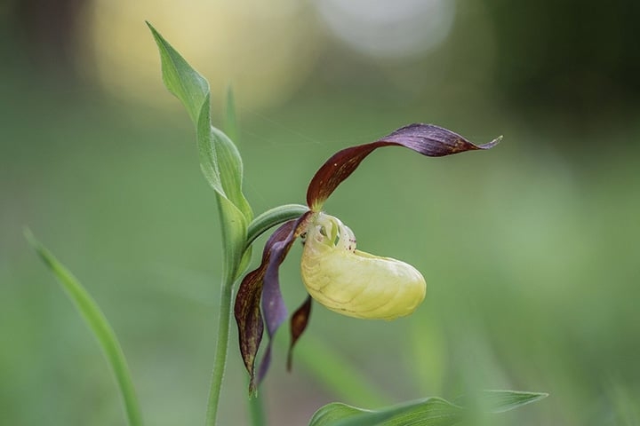 Orquídea Sapatinho - O apelido se deve ao formato do labelo (pétala superior, que parece estar embaixo por causa da torção do eixo). Brotam em regiões tropicais e temperadas de todos os continentes, exceto na África e na Austrália.  Reprodução: Flipar