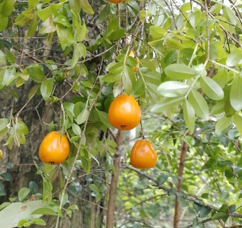 Essa árvore dá frutos comestíveis, alaranjados, que têm sabor semelhante ao da goiaba.  Reprodução: Flipar
