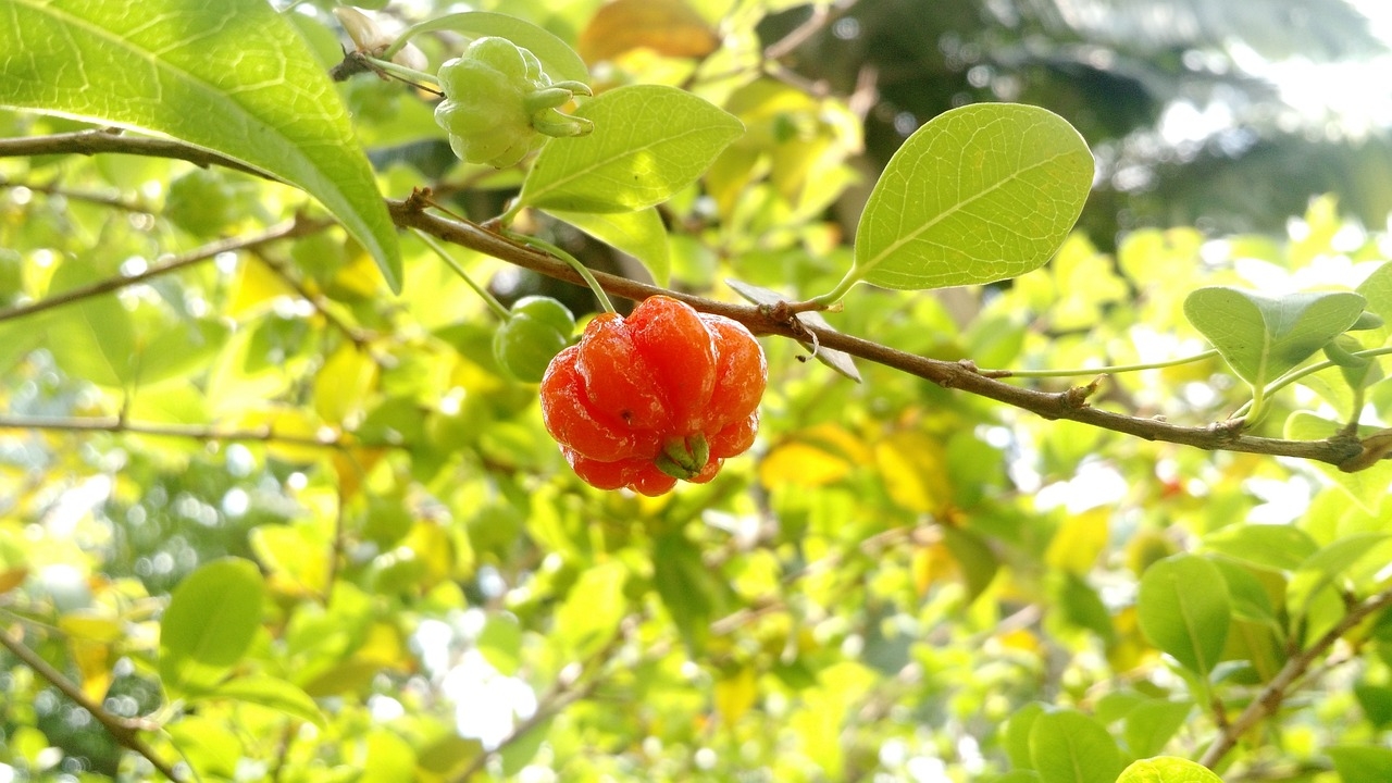 Saiba, então, um pouco mais sobre essas deliciosas frutas, que têm versatilidade e podem ser consumidas de diversas maneiras. Reprodução: Flipar